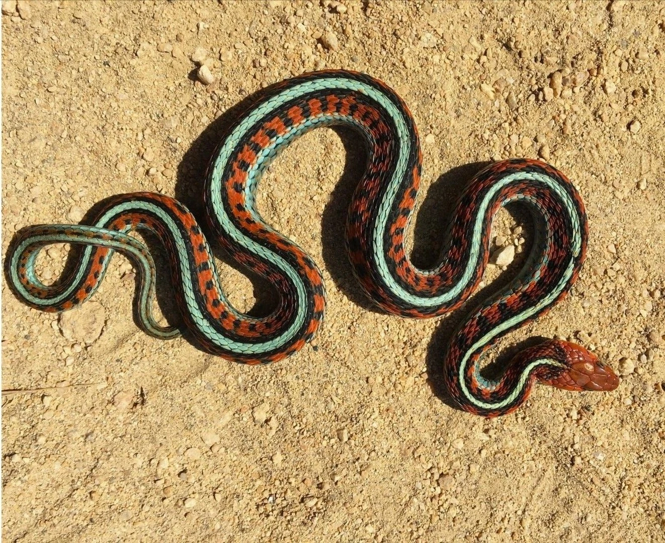 Snake on sand