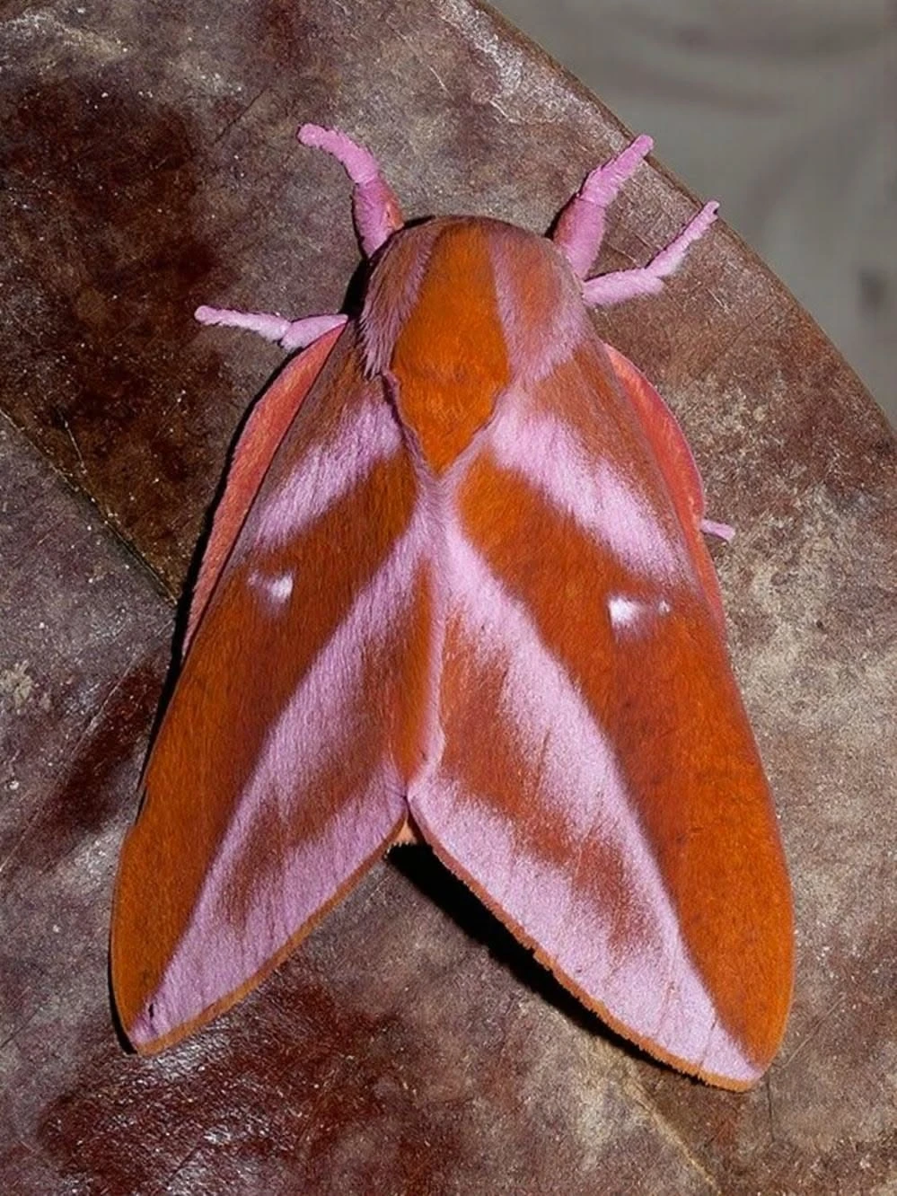 Moth on bark