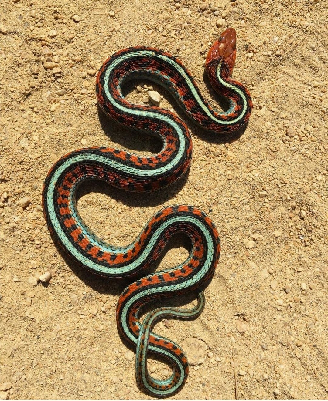 Snake on sand