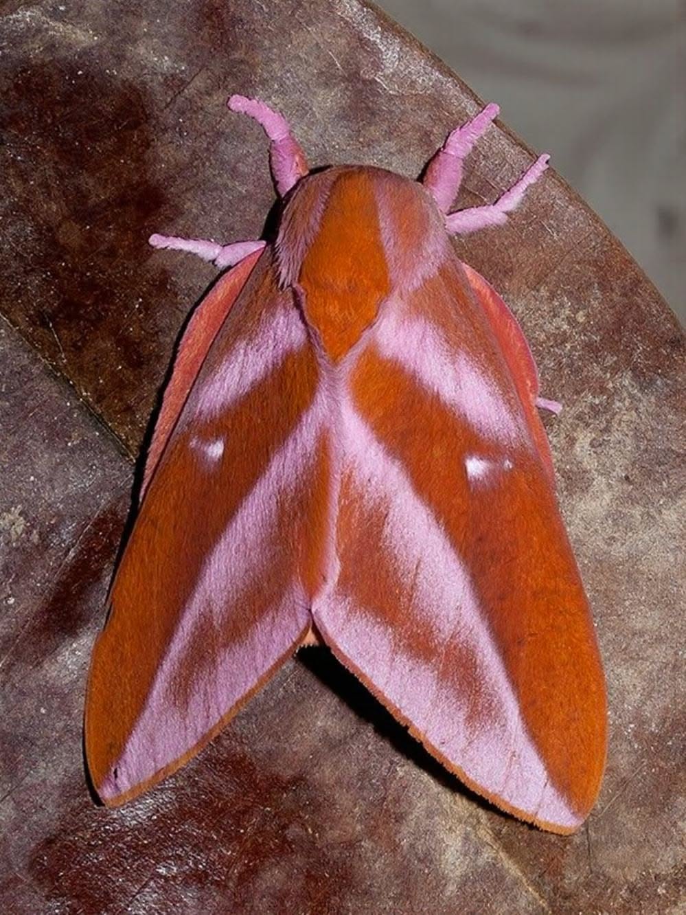 Moth on bark