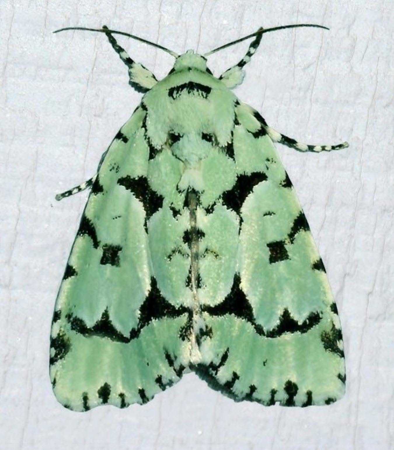 Patterned wings